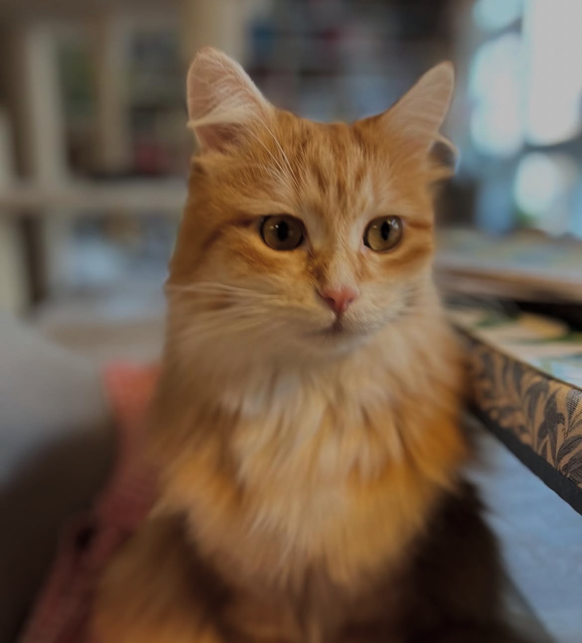 Sibirisk katt Metis